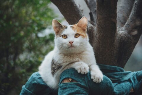 Charles snow b5jcgpubsua unsplash