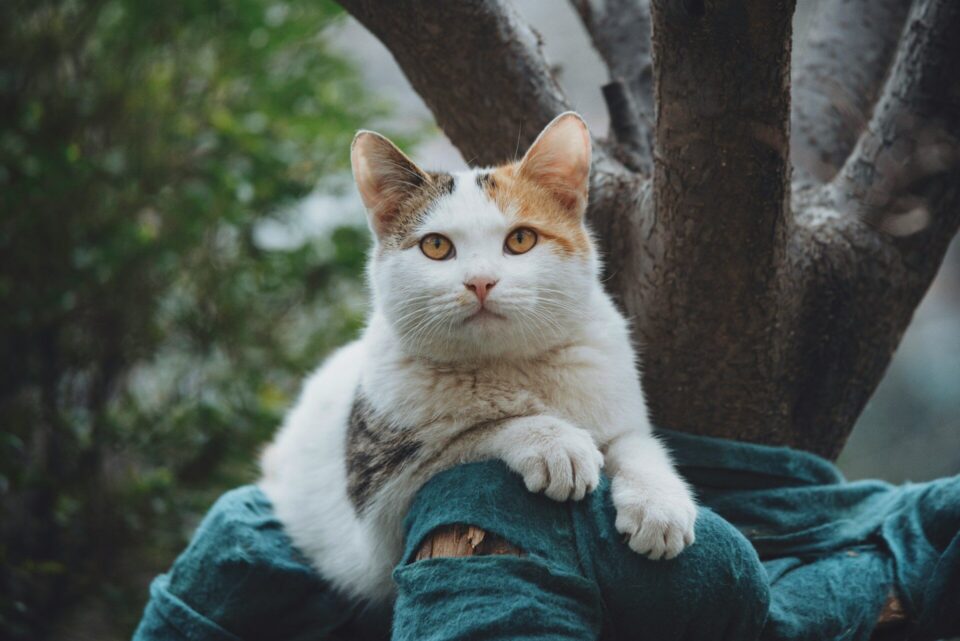 Charles snow b5jcgpubsua unsplash